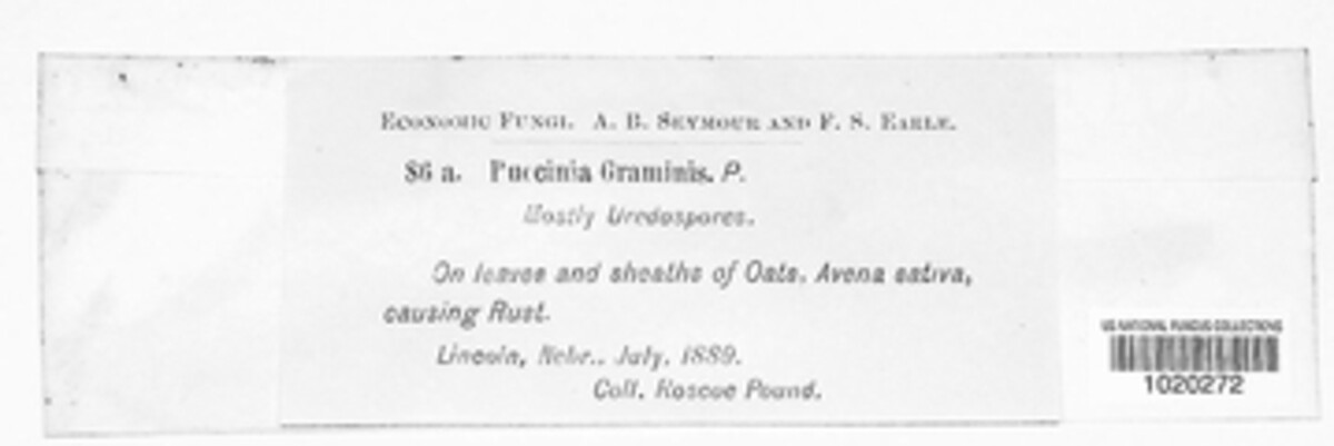 Puccinia graminis image